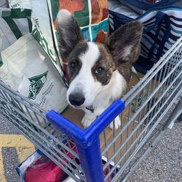 Cardigan Welsh Corgi Puppies from Luxe Cardigan Welsh Corgis