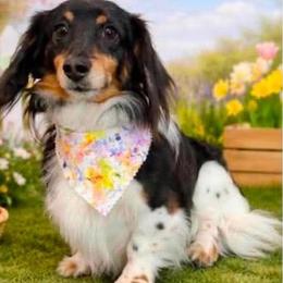 Sasha - Dachshund
