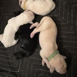 Double Doodle Puppies from Móraí’s Doodles