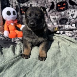Sandy (green collar) - Sable female German Shepherd puppy in Dover, Delaware from Fornax