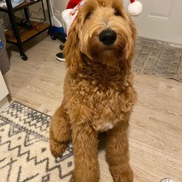 Goldendoodle Puppies from SunriseDoodles