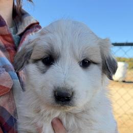 Veronica- green - Badger female Colorado Mountain Dog puppy in Cotopaxi, Colorado from Once Upon A Moose (OUM)