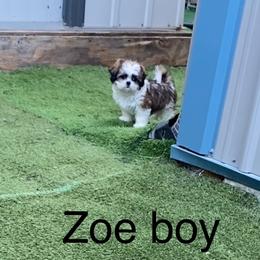 Zoe boy - Brindle and white male Shih Tzu puppy in Zeigler, Illinois from Dandy Little  Shih Tzu, Shih Poo's and Toy Poodles