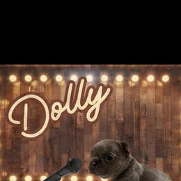 French Bulldog Puppies from Family Farm Frenchies