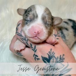 Jesse Gemstone - Blue merle and white male American Corgi puppy in Greenwood, Indiana from Witch Creek Corgis