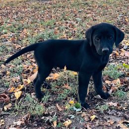 Brown Collar - Black male Labrador Retriever puppy in Decatur, Indiana from Golden Bundles