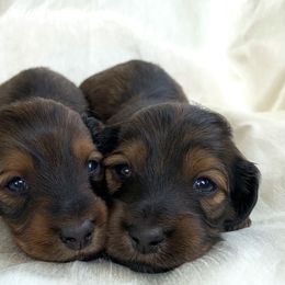 Dachshund Puppies from Hidden Haven Dachshunds