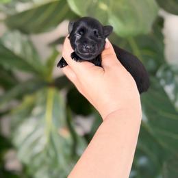 Luna - Black female Miniature Schnauzer puppy in Montebello, California from Rod Schnauzers