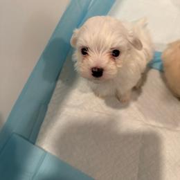 Doug - White male Maltipoo puppy in Dade City, Florida from Watkins Maltipoo's