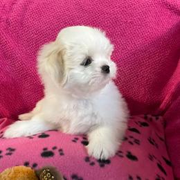 Shih Tzus from Evelyn's Shih Tzus