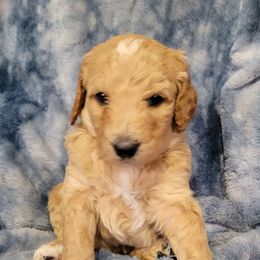 Boy 2 lt blue - Apricot male Goldendoodle puppy in Blountsville, Alabama from Southern Charm Goldendoodles