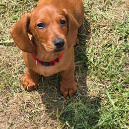 Red collar smooth boy - Red male Dachshund puppy in Cheney, Washington from Nouvelle Standard Dachshunds