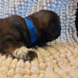 George - Sable male Shih Tzu puppy in Fairview Park, Ohio from Sunshine Shih tzus