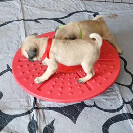 Fawn girl 1 - Fawn female Pug puppy in Blountsville, Alabama from Rock Springs Pugs