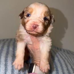 Jellybean - Red merle male Australian Shepherd puppy in Anniston, Alabama from All Hale Aussies