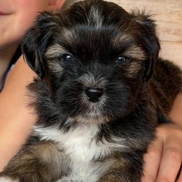 Boy 2 - Brown male Lhasa Apso puppy in Middleburgh, New York from Top Knotch