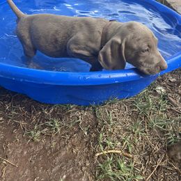 Weimaraner Puppies from Desert skyes weims