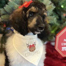 Fern - Parti Poodle puppy in Riverside, California from Preston's Poodles N Doodles