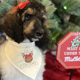 Fern - Parti Poodle puppy in Riverside, California from Preston's Poodles N Doodles