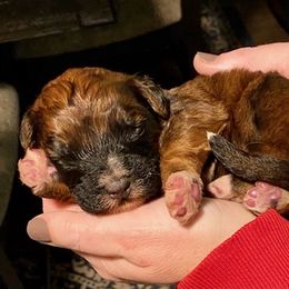 Saint Berdoodle Puppies from Whisky Paws Saint Berdoddles and Poodle Pups
