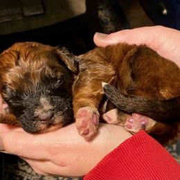 Saint Berdoodle Puppies from Whisky Paws Saint Berdoddles and Poodle Pups