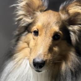 Midge - Shetland Sheepdog