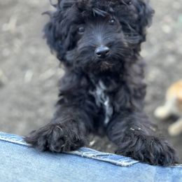 Aussiedoodle, Miniature Australian Shepherd, Poodle, and Toy Australian Shepherd Puppies from Mowry Creek Mini Aussiedoodles and More