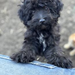 Aussiedoodle, Miniature Australian Shepherd, Poodle, and Toy Australian Shepherd Puppies from Mowry Creek Mini Aussiedoodles and More
