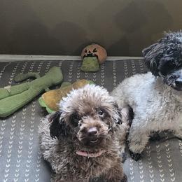 Maltipoos and Poodles from Precious Pups