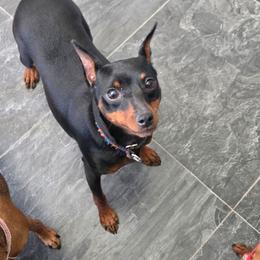 Alice - Black and rust female Miniature Pinscher puppy in Mount Pleasant, Michigan from Hundeholz