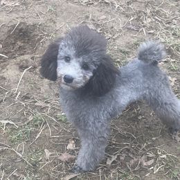 Poodle Puppies from Gerdanus Poodles