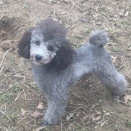 Poodle Puppies from Gerdanus Poodles