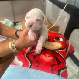 Boy 2 - emerald green - White male Boxer puppy in Nashville, Tennessee from Best Friends