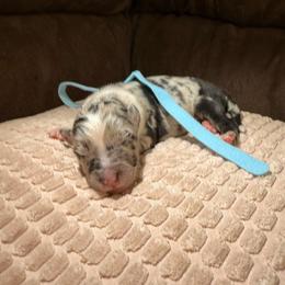 Colt - Blue merle male Miniature Australian Shepherd puppy in Tucson, Arizona from Soqui Ortiz Cattle Ranch