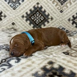 Light Blue Collar Female - Apricot female Goldendoodle puppy in Pasadena, Texas from Knightsbane Standard Poodles