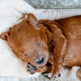 Boy blue - Red  male Goldendoodle puppy in Lumberton, Mississippi from SouthernDoodlebug/ Utah Doodlebug