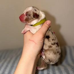 Jellybean - Red merle male Australian Shepherd puppy in Anniston, Alabama from All Hale Aussies