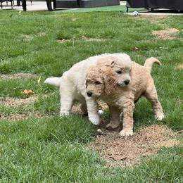 Goldendoodle Puppies from Ellie's Goldendoodles