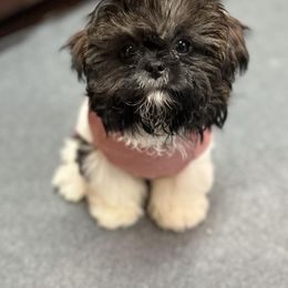Shih Tzu Puppies from Lavender Lane Tzus