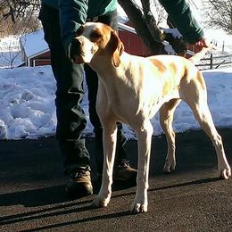 Maude - Pointer