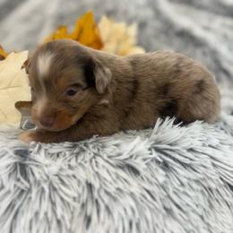 Duke - Red merle male Toy Australian Shepherd puppy in Ambrose, Georgia from Brandilyn's Aussies