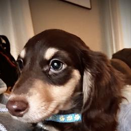 Banks - Dachshund