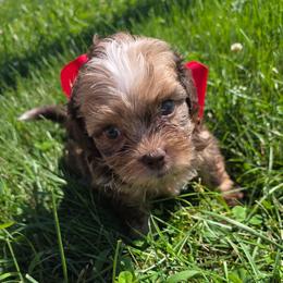 Dior - Merle male Shihpoo puppy in Delphos, Ohio from Route 66 Puppies