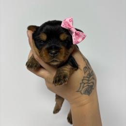Brooke - Black and tan female Yorkshire Terrier puppy in Cornelia, Georgia from Kruz Kennels