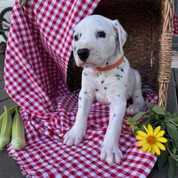 Mac - White and black male Dalmatian puppy in Tulsa, Oklahoma from White House Dals