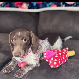 Toodles - Dachshund