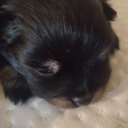 Pomeranian Puppies from Marvin & Theresa's Pomeranians
