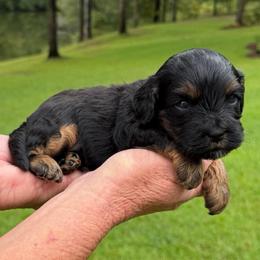 Jack - Black and tan male Cavapoo puppy in Newville, Alabama from Southeast cavapoos