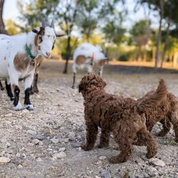 Double Doodle and Goldendoodle Puppies from Big Red Paw Doodles