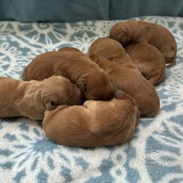 Hazel - Dark golden female Golden Retriever puppy in Lebanon, Oregon from SnowPeakPaws